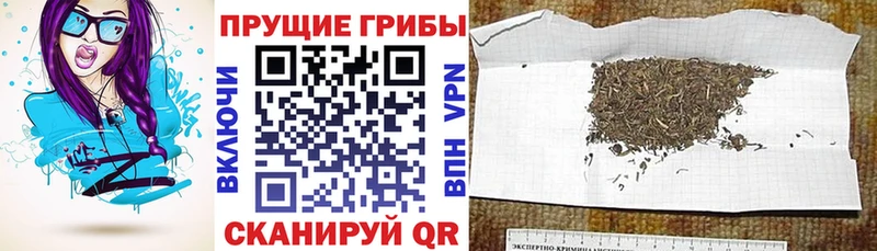 купить наркотики сайты Саяногорск Галлюциногенные грибы Psilocybine cubensis